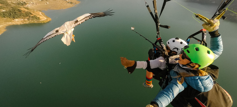 Illustration for article titled Parahawking: An Actual Sport That Mixes Paragliding And GIANT BIRDS